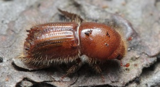 How does the bark beetle