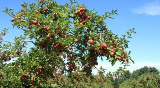Почему дикие яблоки и сливы кислые