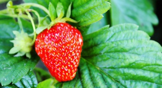 What a taste beardless garden strawberry