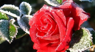 Как подготовить к зиме плетистую розу