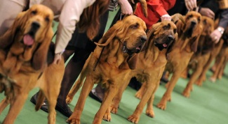 Как проводятся выставки собак