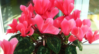 How to care for cyclamen