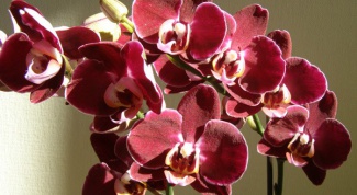 Как ухаживать за орхидеями фаленопсис?