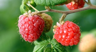 Medicinal properties of raspberry root