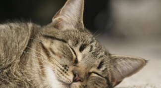 Как трактовать сны про котов