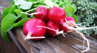Pests that live on radishes