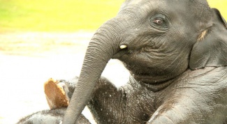 Что любят слоны