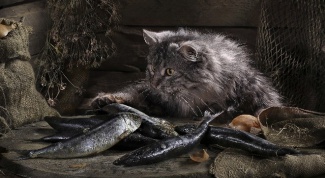 Почему кошка не ест рыбу