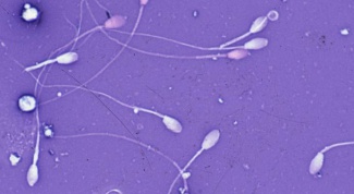 How sperm is formed