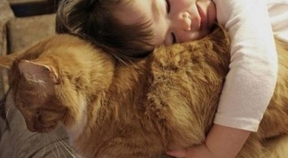 Любят ли кошки обниматься
