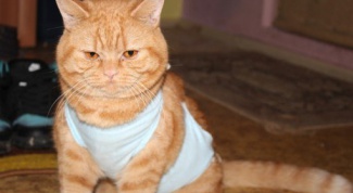 How to sew a bandage for cats