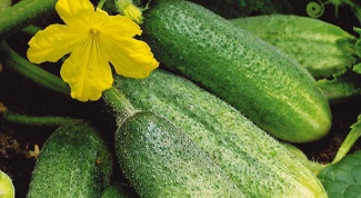 How to increase the yield of cucumbers