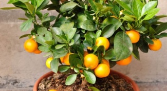 How to grow a Mandarin house in the pot