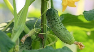 How to grow windowsill tomatoes and cucumbers