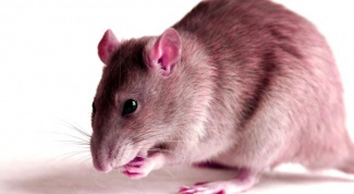 Как прогнать крыс из дома без химии