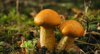 Какие грибы считаются условно съедобными
