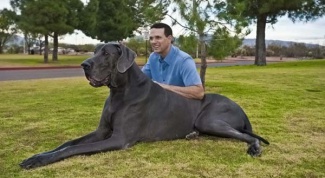 Самая маленькая и самая большая породы собак в мире