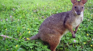 Почему в Австралии почти все животные сумчатые