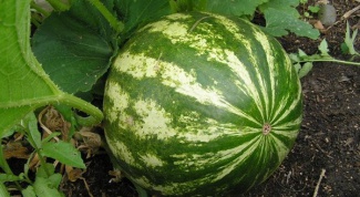 When ripe watermelons in the Krasnodar region