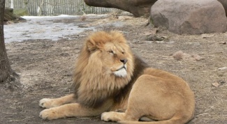 Сокращается ли жизнь животных в зоопарках
