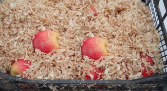 Как хранить яблоки поздних сортов