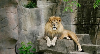 Почему лев считается царем зверей