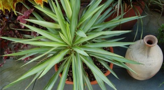 Why Yucca wither and dry leaves