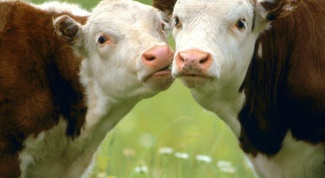 Почему коровы постоянно жуют