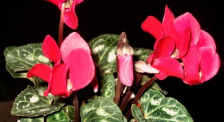 Why wither cyclamen