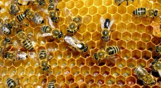 Как лечить щитовидную железу пчелиным подмором