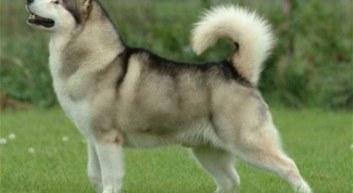 How much is a puppy Malamute