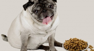 What dry food to feed a pug