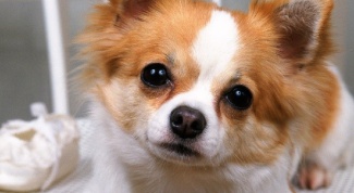 Why do Chihuahuas shiver