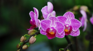 How to extend the flowering Orchid Phalaenopsis
