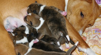 What to feed dog after giving birth