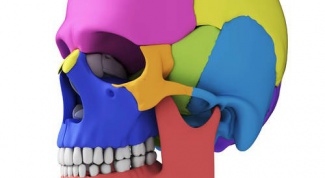 Строение костей черепа