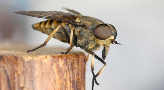 Какие насекомые переносят заболевания
