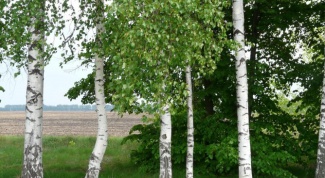 What tree in Russia the most common