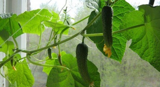 How to pollinate cucumbers in the home