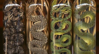 Why in bottles of alcohol lay a snake