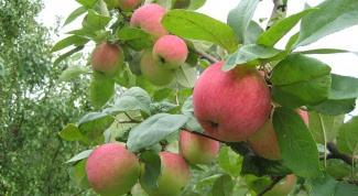 Какие поздние сорта яблонь имеют крупные плоды