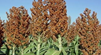 What is sorghum