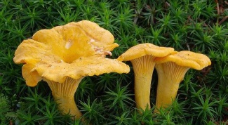 Alcohol tincture of mushrooms chanterelle mushrooms: therapeutic properties