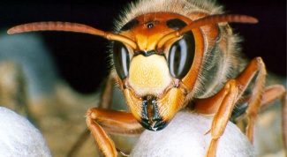 Шершни: хищники среди насекомых