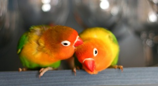 How much is parrot lovebird