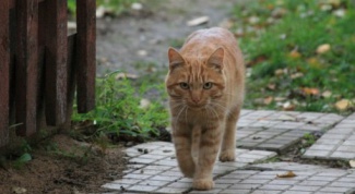 Whether to castrate the village cat