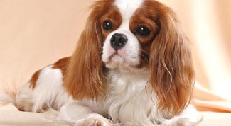 Какая порода у собаки Йоко из фильма "Елки 3"