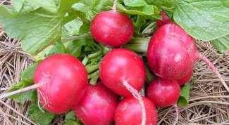 How to grow radishes, not to leave in color