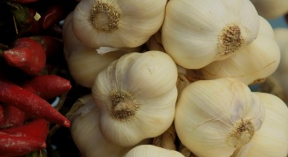 How to plant winter garlic