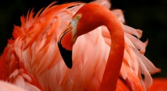 Фламинго: некоторые особенности вида